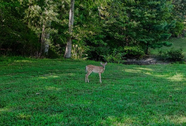 1450 Cottonport Ridge Rd, Decatur, TN 37322