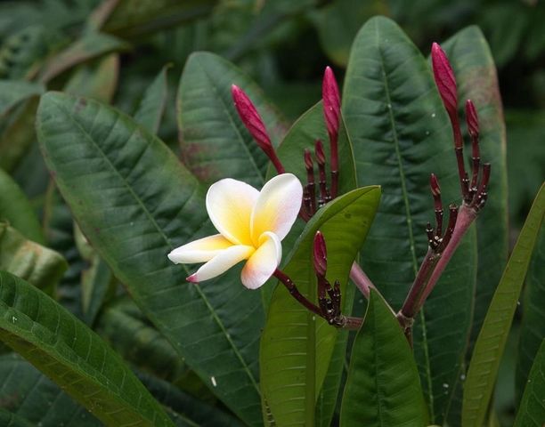 143 Alalele Pl, Hana, HI 96713