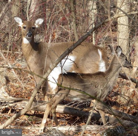 Lot 61-A SCRABBLE RD, Shepherdstown, WV 25443