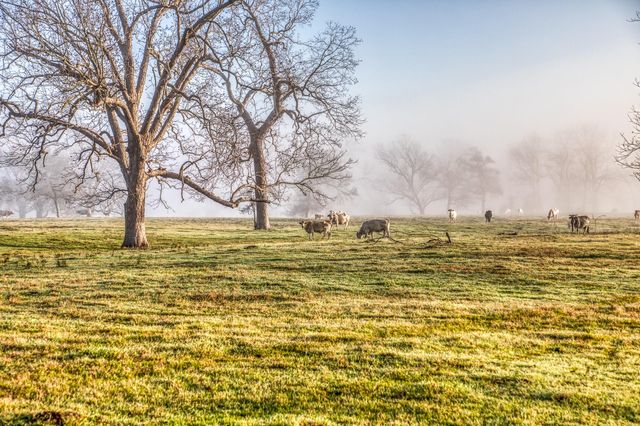 0000 Steck Bottom Road, Sealy, TX 77474