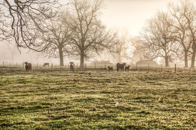 0000 Steck Bottom Road, Sealy, TX 77474