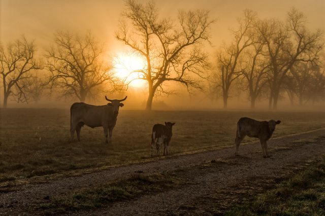 0000 Steck Bottom Road, Sealy, TX 77474