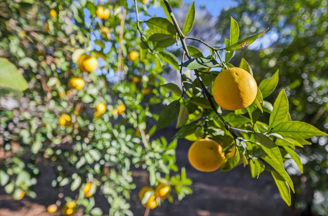 534 Nassau Drive, Niceville, FL 32578