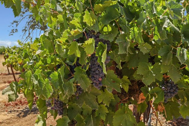 18739 Clements Rd, Lodi, CA 95240