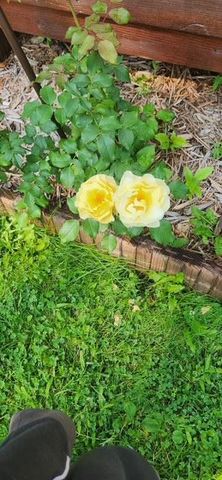 1019 Ash Street, Alexandria, MN 56308