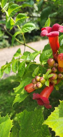 1019 Ash Street, Alexandria, MN 56308