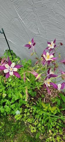 1019 Ash Street, Alexandria, MN 56308