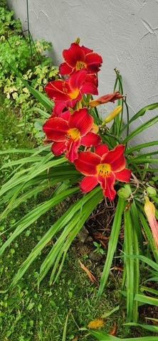 1019 Ash Street, Alexandria, MN 56308