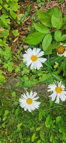 1019 Ash Street, Alexandria, MN 56308