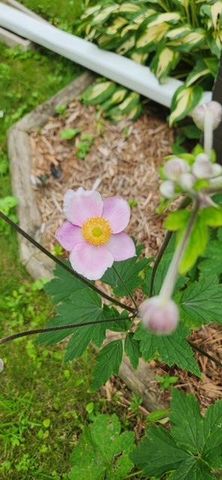 1019 Ash Street, Alexandria, MN 56308