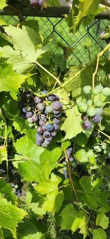 1019 Ash Street, Alexandria, MN 56308