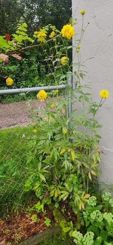 1019 Ash Street, Alexandria, MN 56308