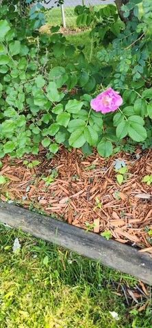 1019 Ash Street, Alexandria, MN 56308