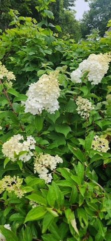 1019 Ash Street, Alexandria, MN 56308