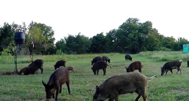 1408 FM 3119, Mexia, TX 76667