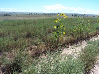 LEONARD(aka BAY), Moriarty, NM 87035