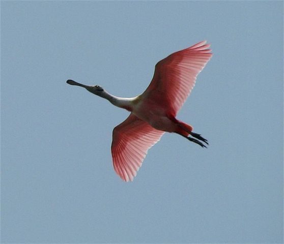 7 Ramrod, Hitchcock, TX 77563