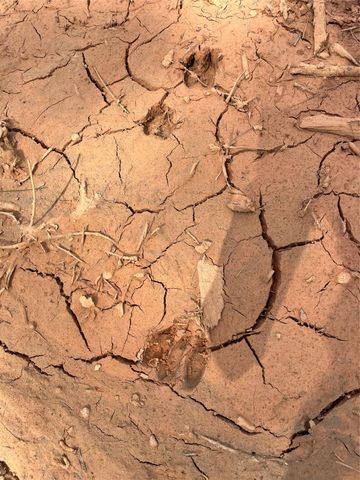 462 Timber Rd, Livingston, TX 77351