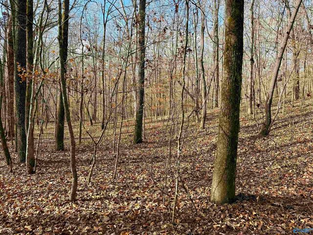 1 County Road 137, Cedar Bluff, AL 35959