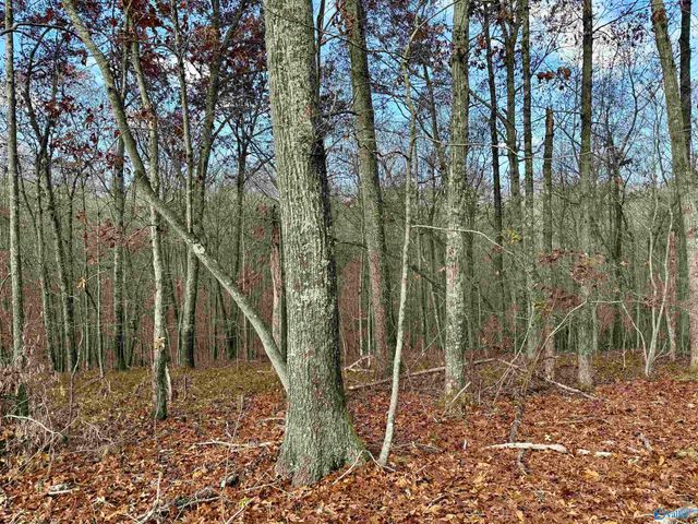 1 County Road 137, Cedar Bluff, AL 35959