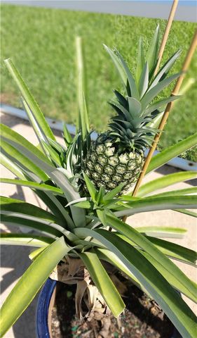 334 15th Street SW, Vero Beach, FL 32962