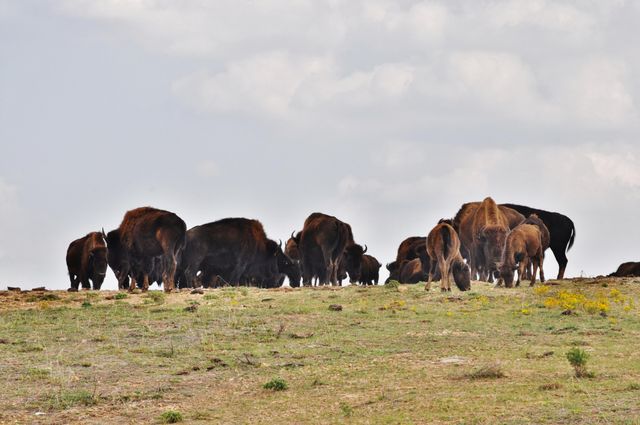 185 Stoney Pointe Drive, Hollister, MO 65672