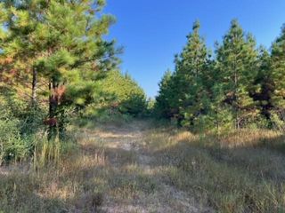 290 Red Hollow, Livingston, TX 77351