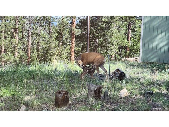 16 Auk Ln, Bailey, CO 80421