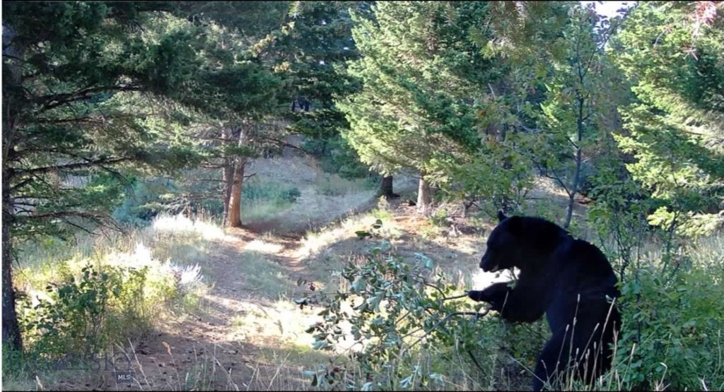 Springhill Vistas Ranch at Four Bar Ranches, Belgrade, MT 59714 photo 6