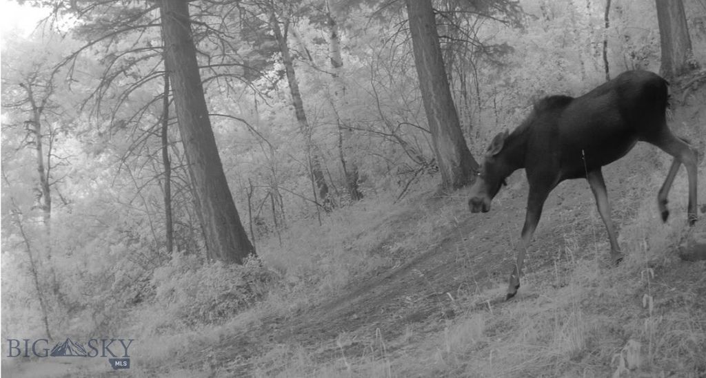 Springhill Vistas Ranch at Four Bar Ranches, Belgrade, MT 59714 photo 7