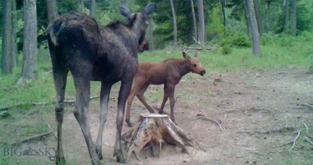 Springhill Vistas Ranch at Four Bar Ranches, Belgrade, MT 59714 photo 8