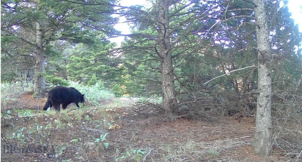 Springhill Vistas Ranch at Four Bar Ranches, Belgrade, MT 59714 photo 9