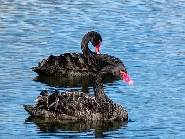 410 Melrose Pl Apt 315, Myrtle Beach, SC 29572