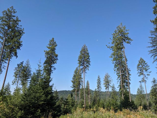 NKN Lot 1 Veit Rd, Newport, WA 99156