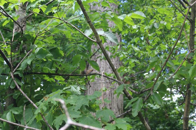 3233 Treebark Lane, Fort Wayne, IN 46804