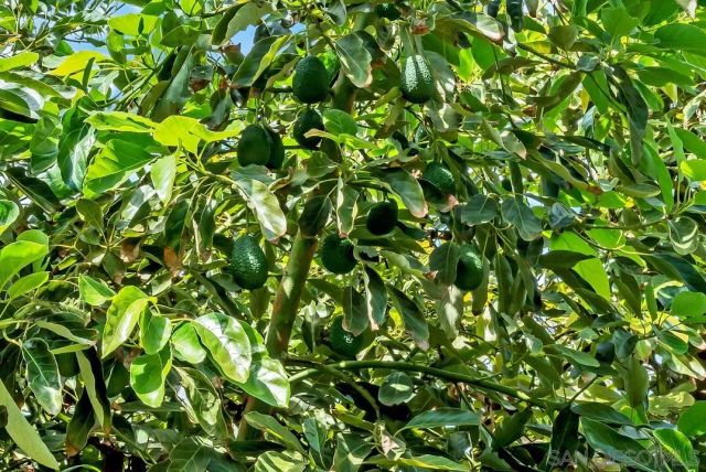 30311 Circle R Lane, Valley Center, CA 92082