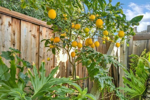 1198 1198 Spiro Dr, San Jose, CA 95116