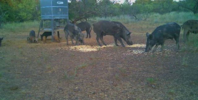 13100 US 281 North, Jacksboro, TX 76458