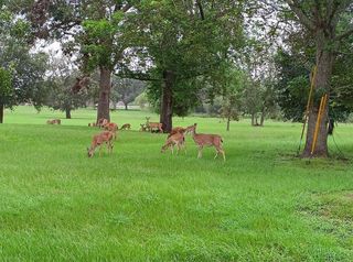 000 Brahman, Angleton, TX 77515