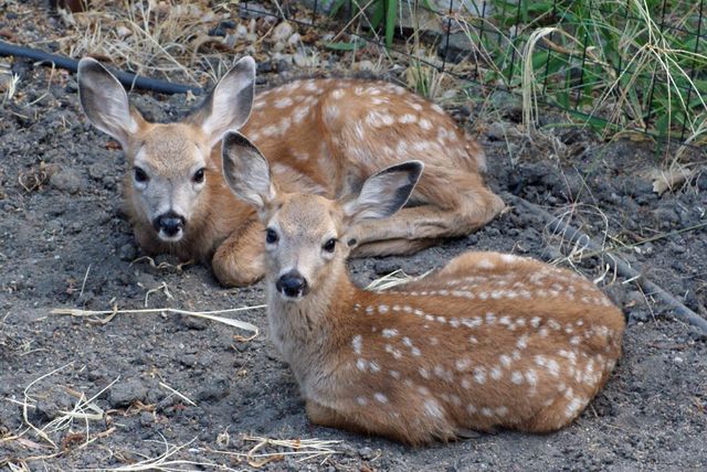 23944 Oakmont Way, Auburn, CA 95602