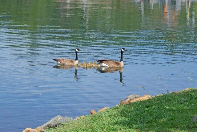 23944 Oakmont Way, Auburn, CA 95602