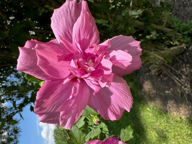 9605 County Road 3040, Mountain View, MO 65548