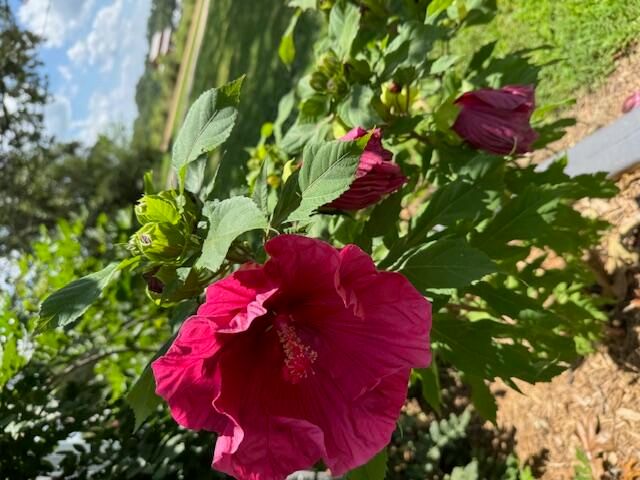 9605 County Road 3040, Mountain View, MO 65548