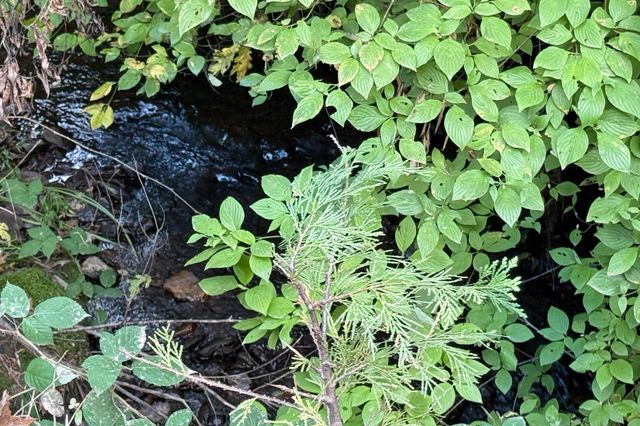 2051 Ridge Rd, North San Juan, CA 95960