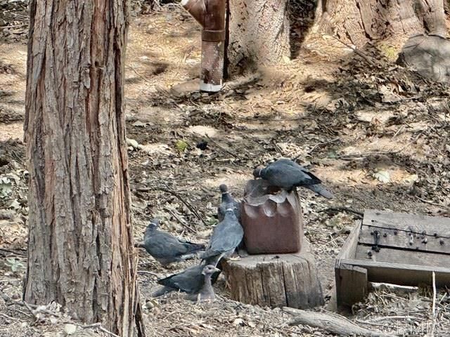 32811 Birch Hill Road, Palomar Mountain, CA 92060