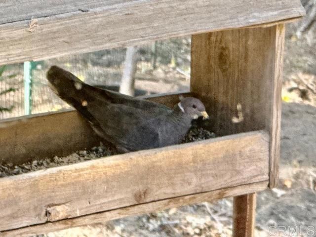 32811 Birch Hill Road, Palomar Mountain, CA 92060