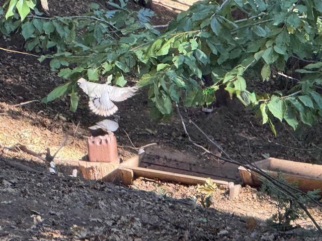 32811 Birch Hill Road, Palomar Mountain, CA 92060