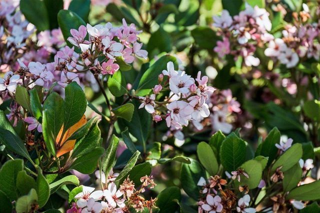 2315 Holland Street, San Mateo, CA 94403