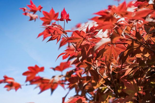 2315 Holland Street, San Mateo, CA 94403