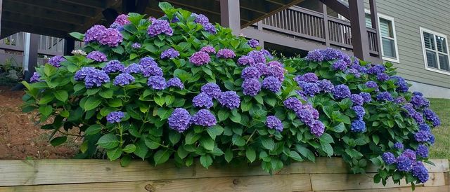 368 Ivy Log Heights Road, Young Harris, GA 30582